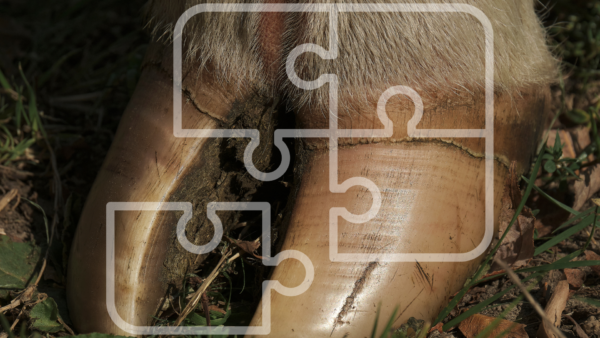 Hoof_jigsaw_image_