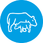 Calf Icon