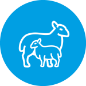 Lamb Icon