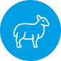 Sheep Icon