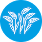 Wholecrop icon