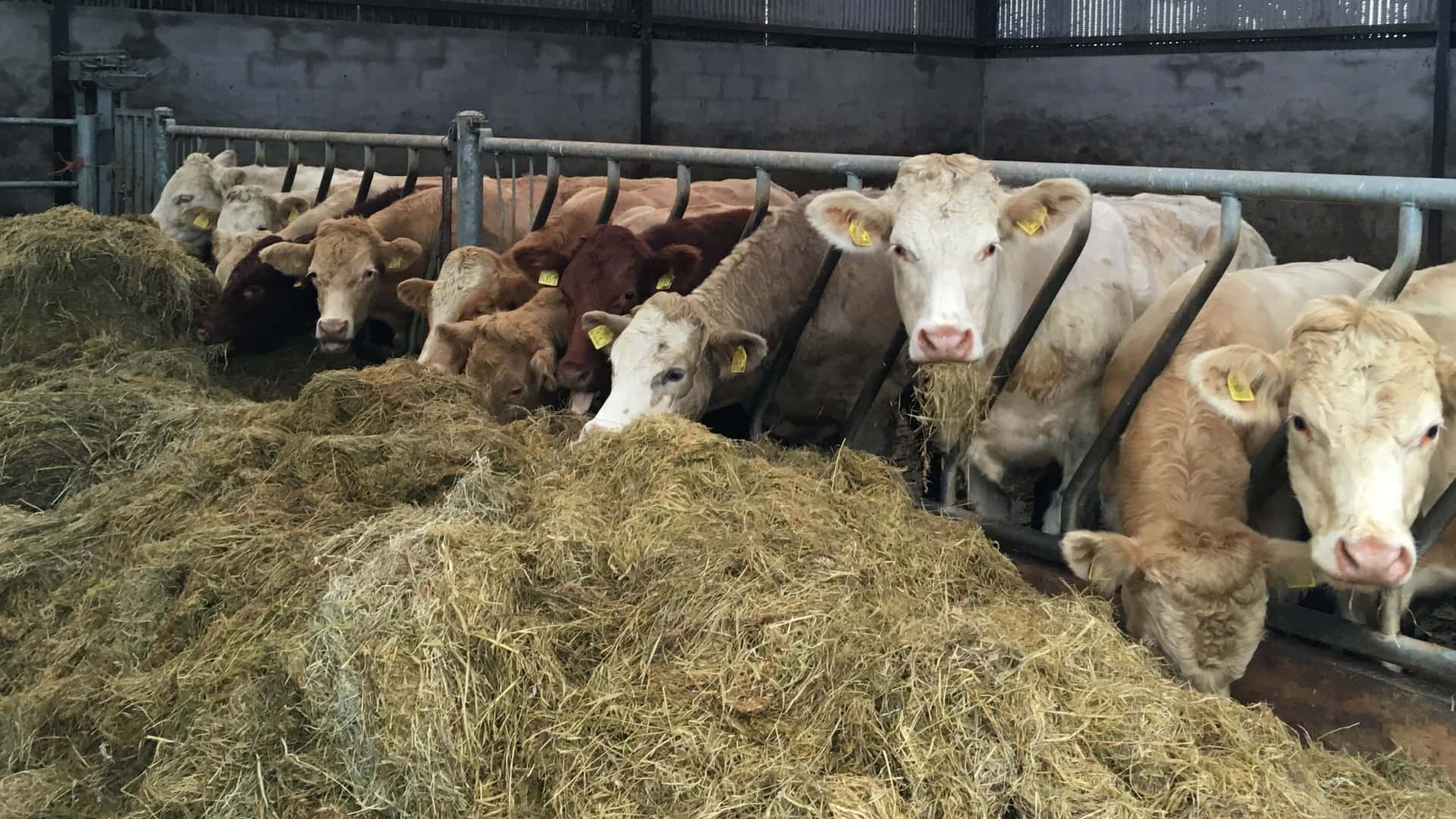 Cattle in shed