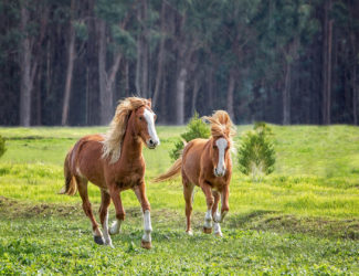 Two_horses_galloping