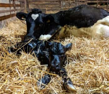 Calving