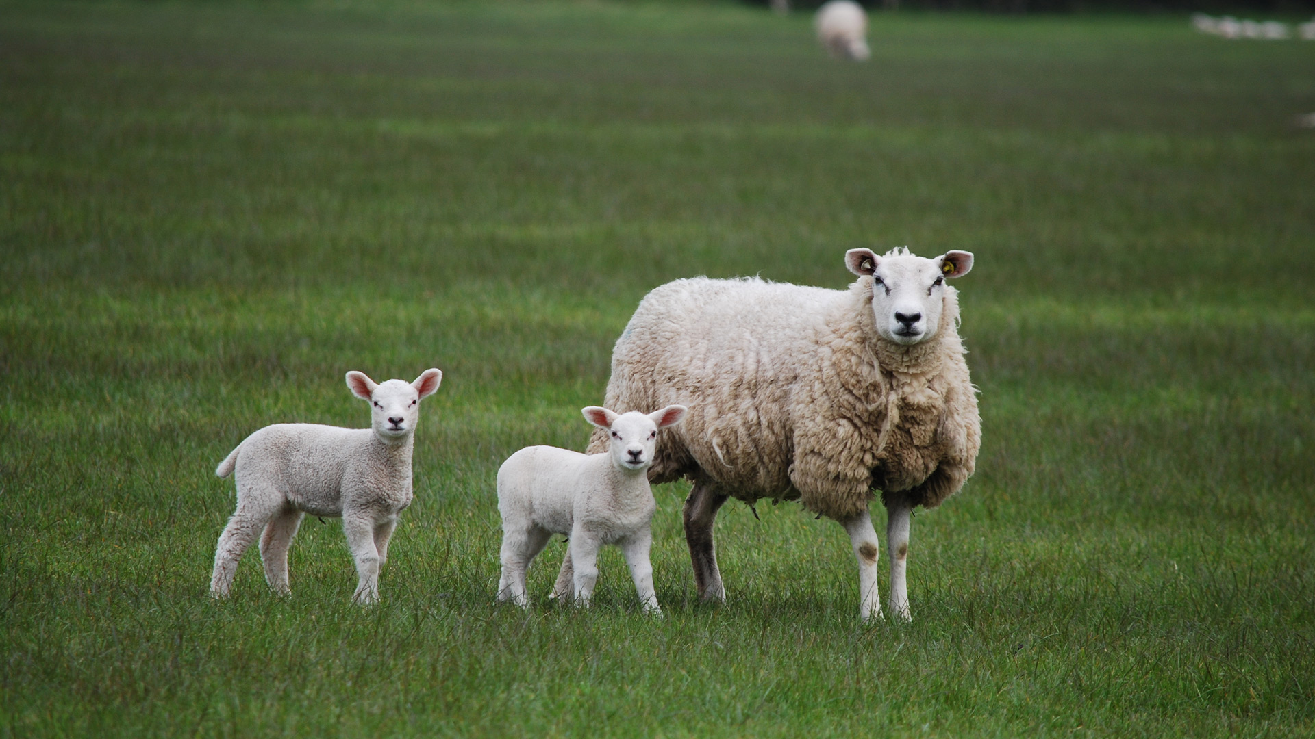 Sheep product range - situation - UK farmers - Brinicombe