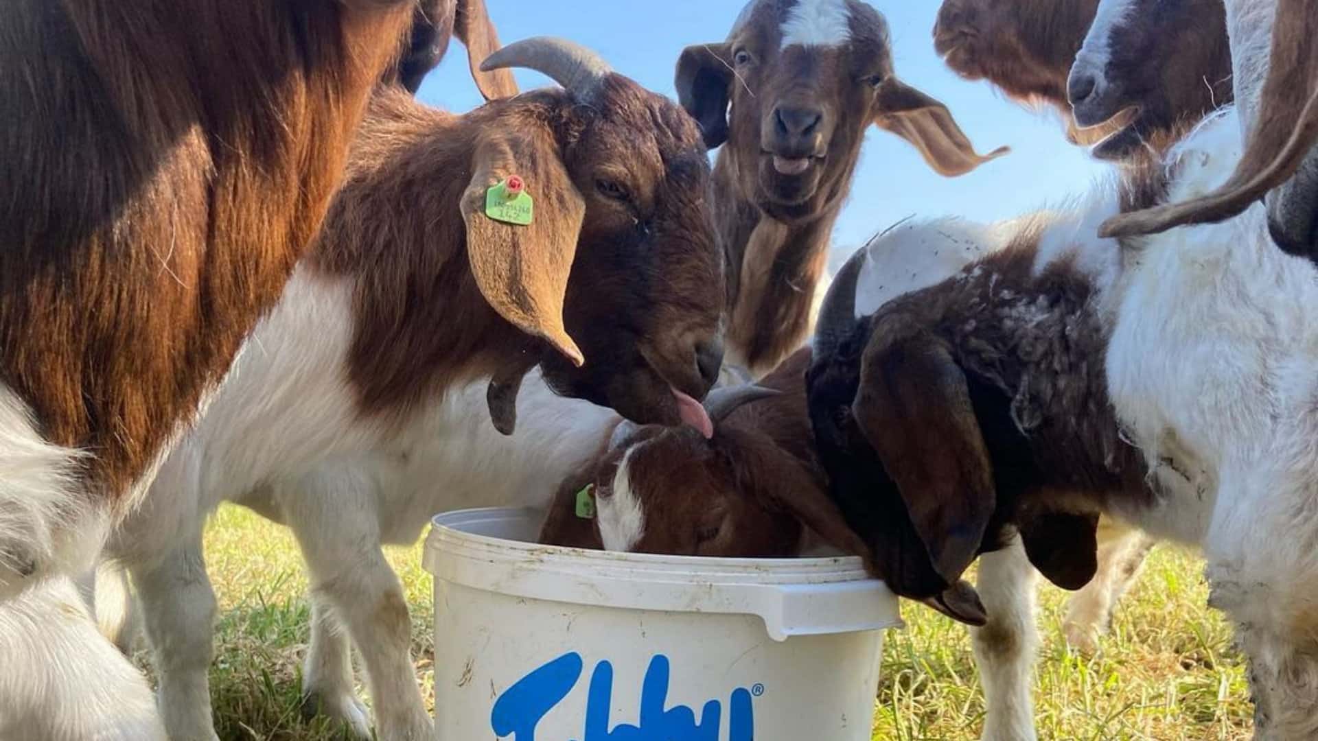 Goats Tubby tub