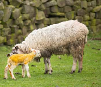 Lambing ewe