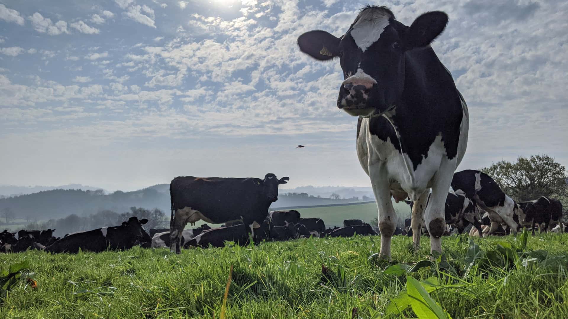 Organic dairy cows