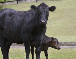 Suckler_Cow_calf_at_foot