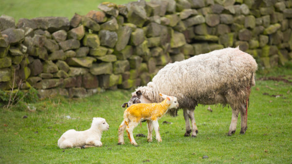 Ewe_new_born_lamb