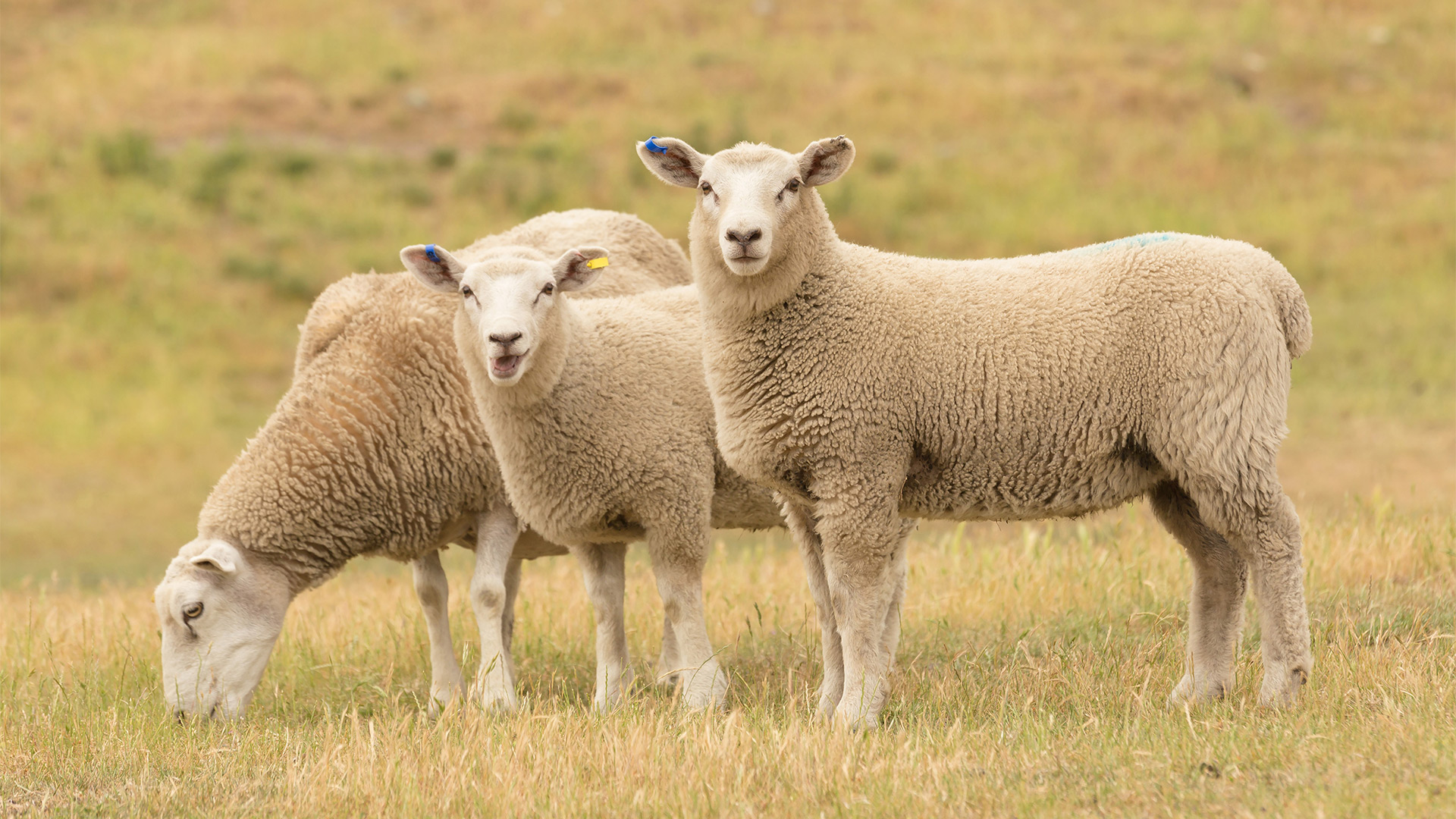 Ewe_Two_Lambs_Colour