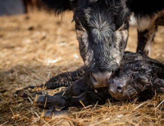 Suckler_cow_drop_calf