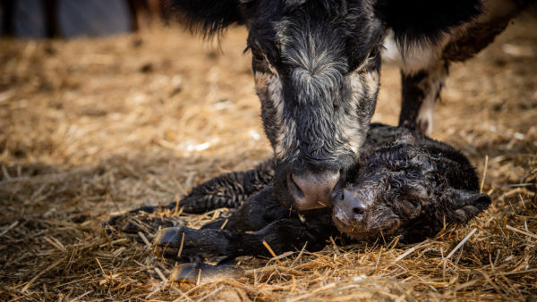 Suckler_cow_drop_calf