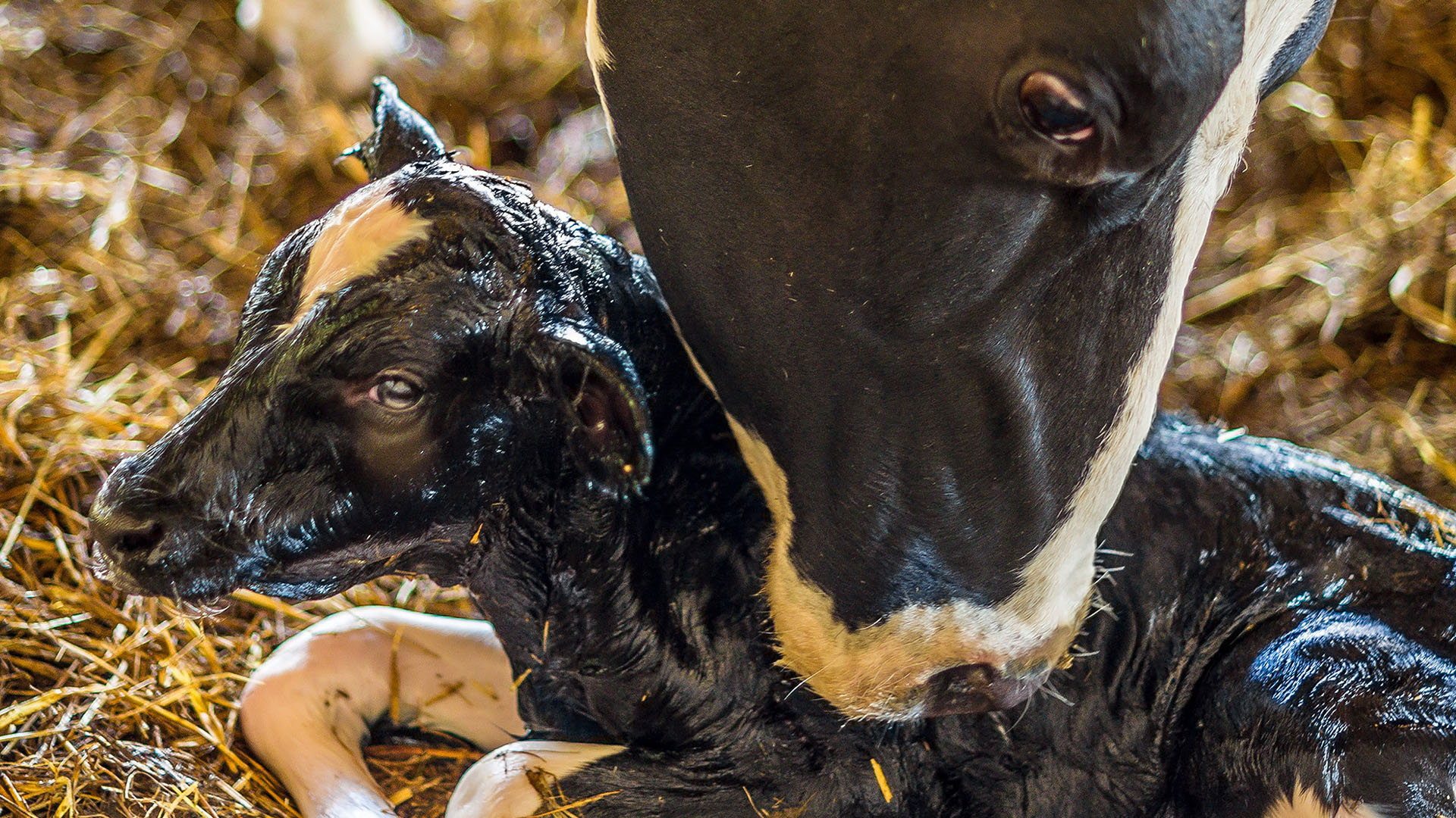 Dairy_drop_calf