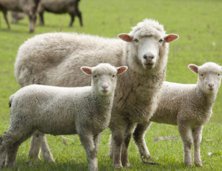 Ewe_Two_Lambs