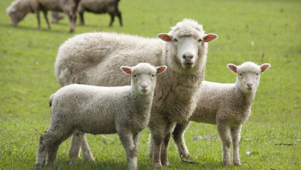 Ewe_Two_Lambs