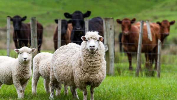 Beef_Sheep