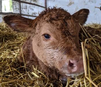 Youngstock calf