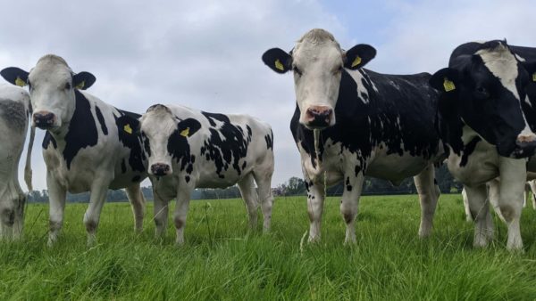 Cows in field