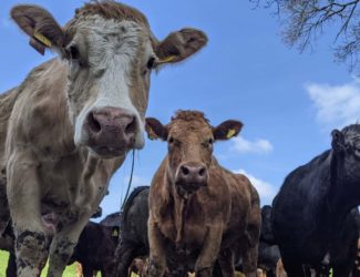 Cows in field close