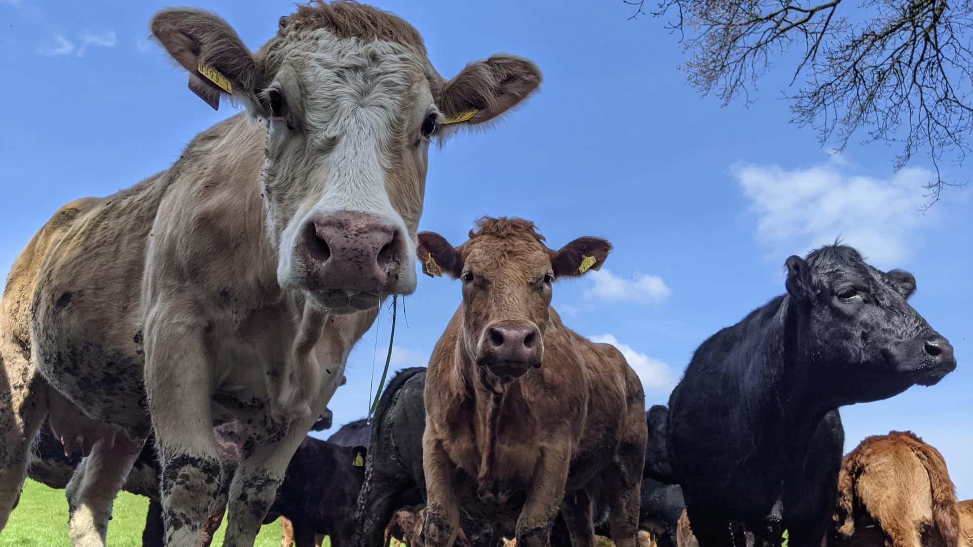 Cows in field close