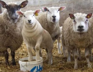 Sheep lambs tubby