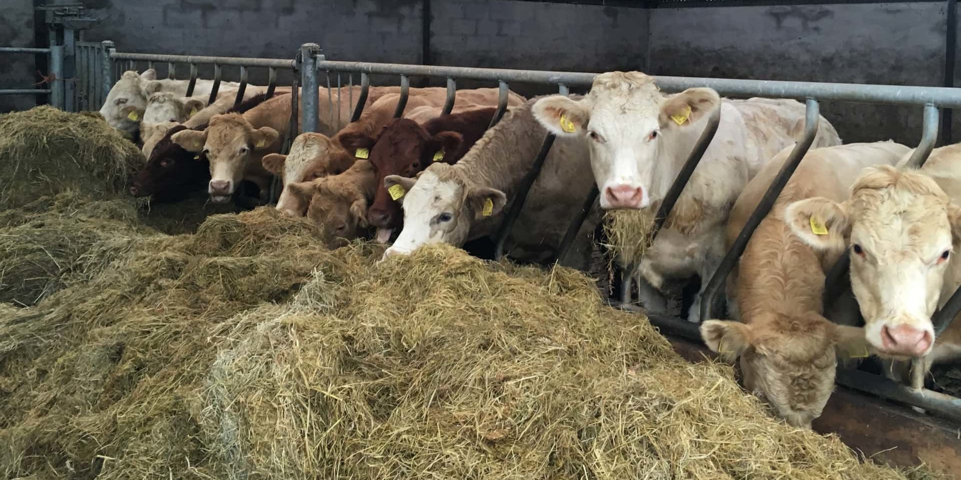 Cattle in shed