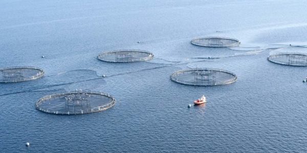 Scotland fish farm salmon