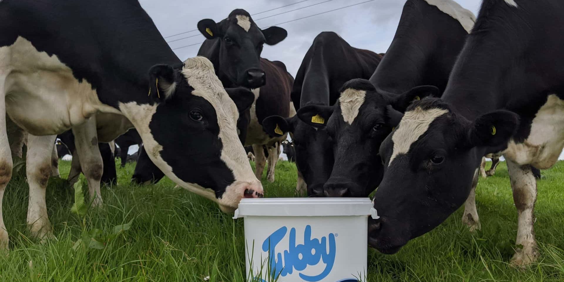 Dairy cows tubby image