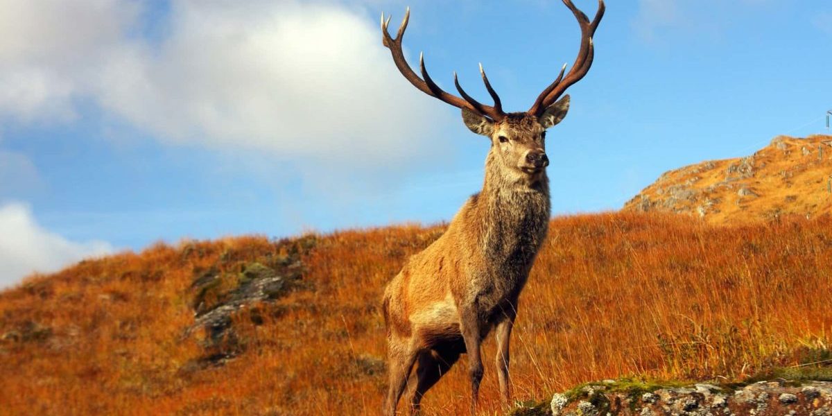 Deer Scotland stag