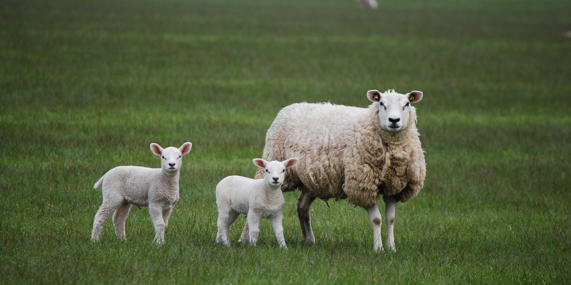 Ewe_two_small_lambs_at_foot