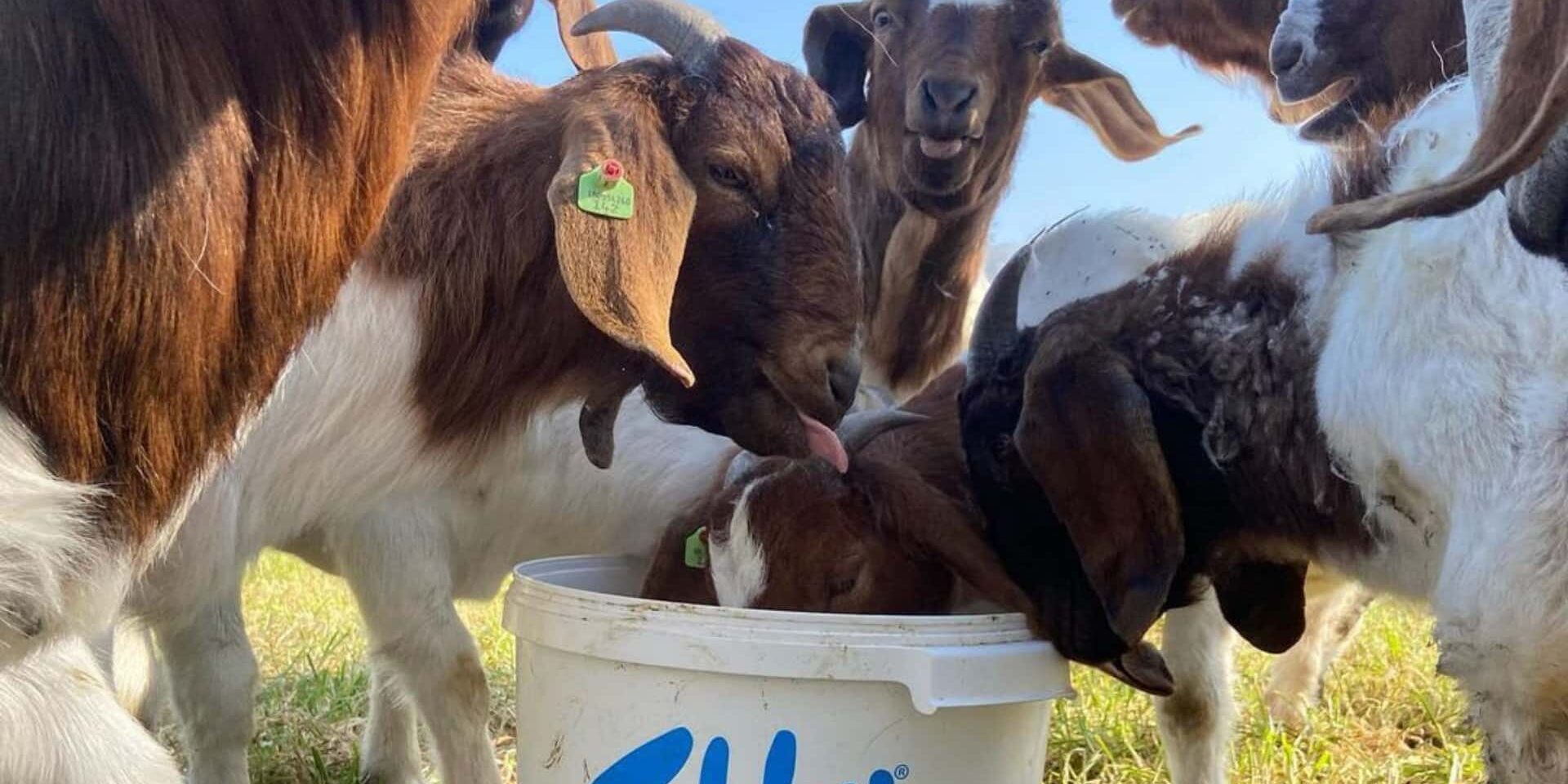 Goats Tubby tub