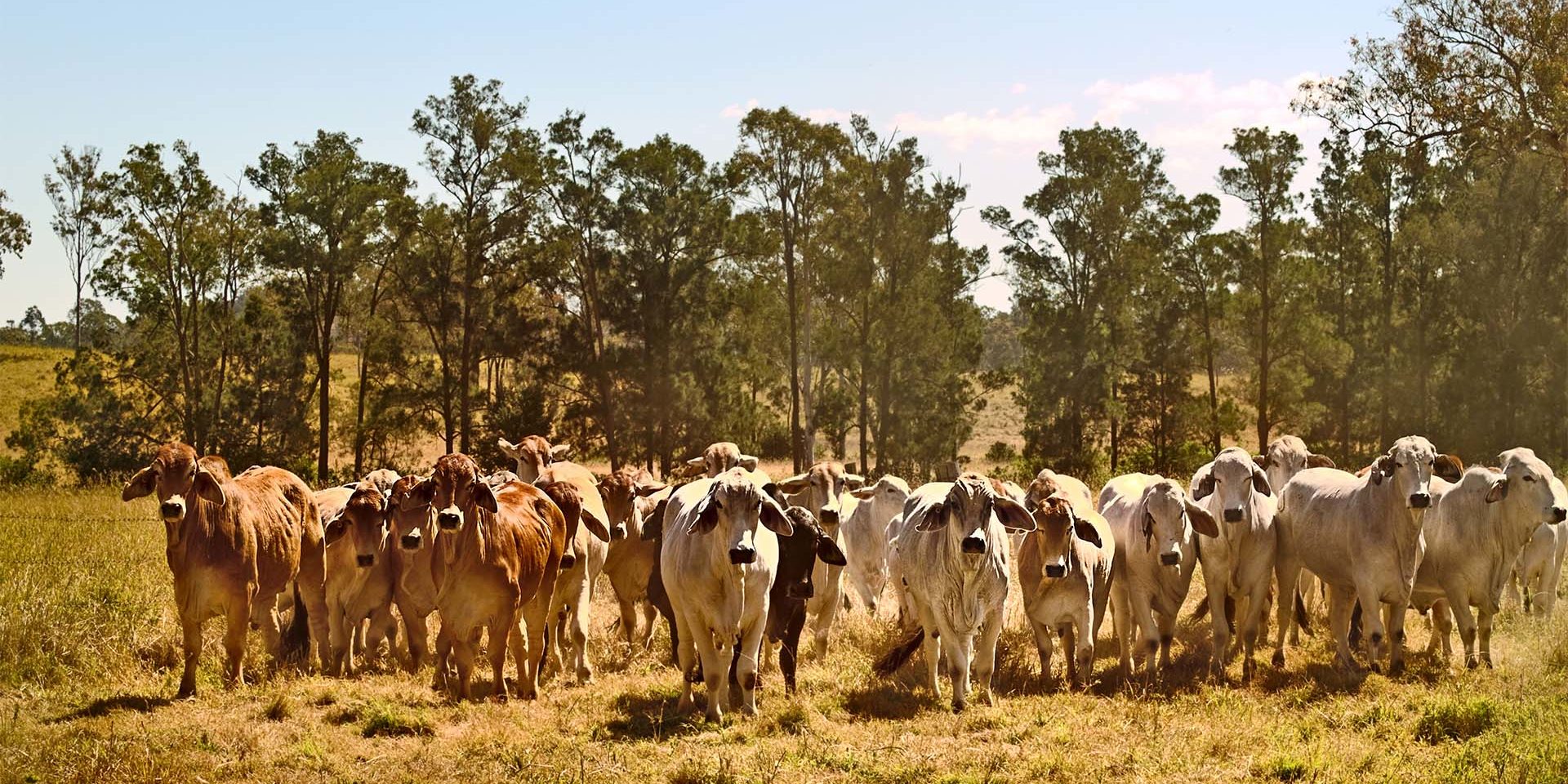 Brahman_cattle_australia